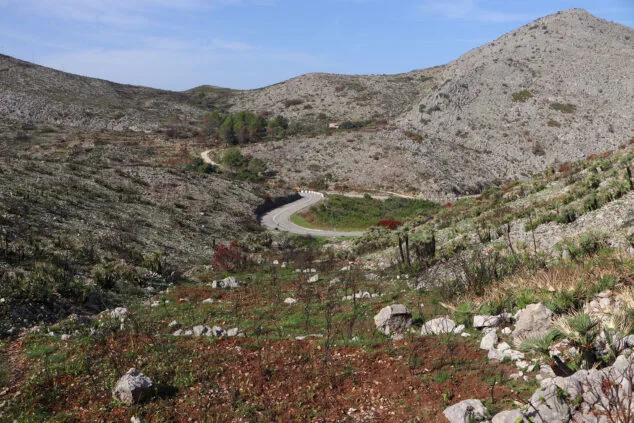 Un año desde que el fuego tiñó de naranja el pulmón de la Marina Alta 7 Imagen: Carretera de Pego a la Vall d'Ebo dos meses después del incendio