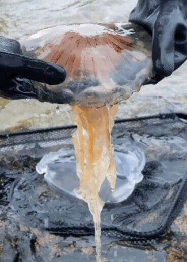 Chrysaora hysoscella – MedusApp