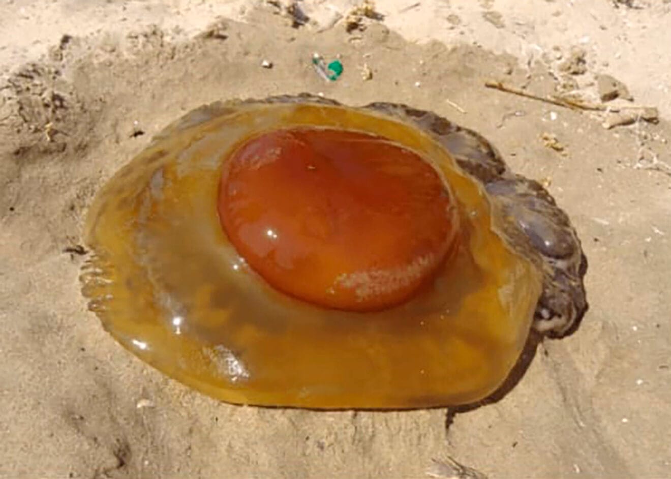 Cotylorhiza tuberculata (huevo frito) - MedusApp