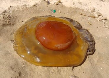 Cotylorhiza tuberculata (huevo frito) – MedusApp