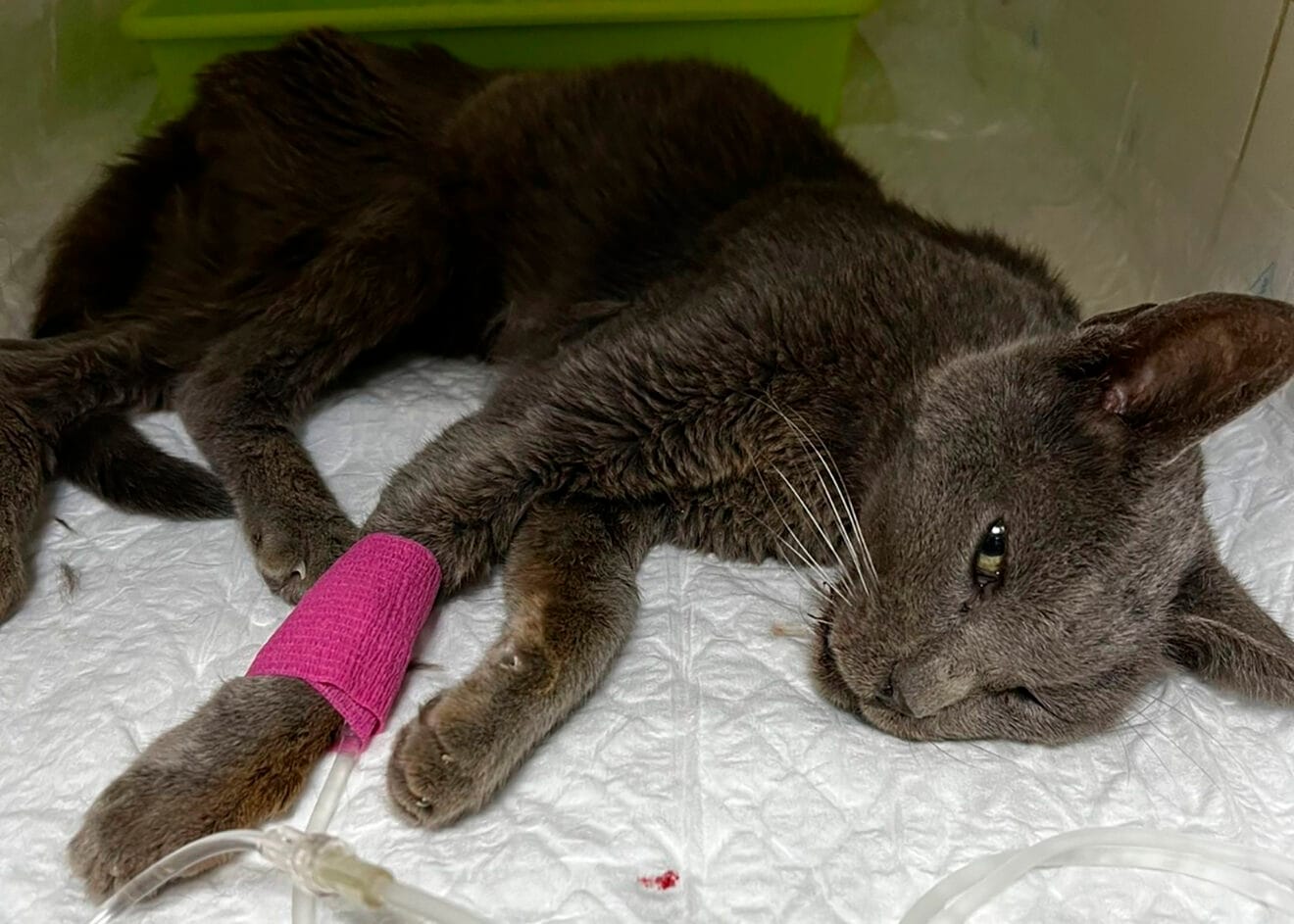 El gato ya en la clínica veterinaria recuperándose