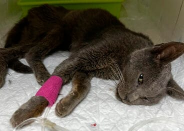 El gato ya en la clínica veterinaria recuperándose