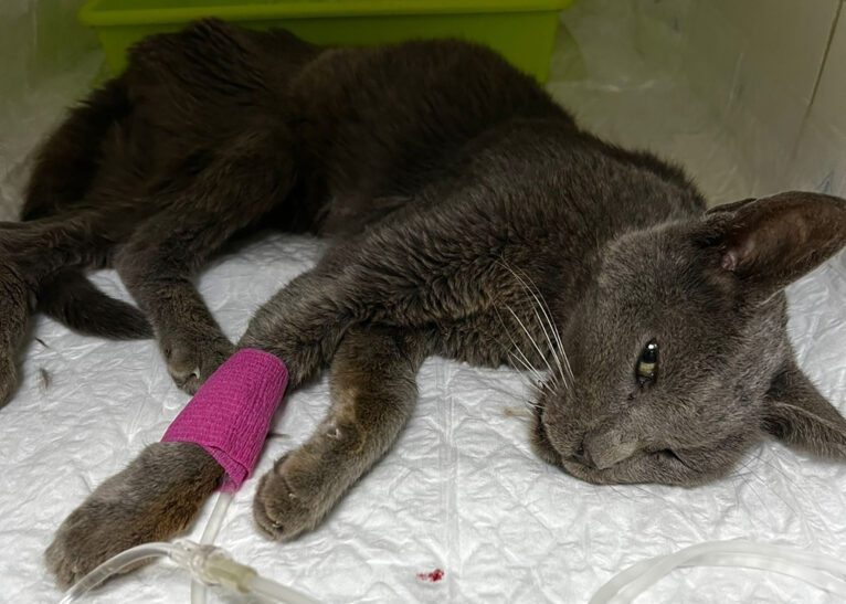 El gato ya en la clínica veterinaria recuperándose