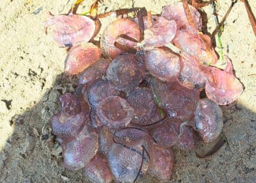 Medusas Pelagia noctiluca (clavel) acumuladas en las playas de Dénia este verano