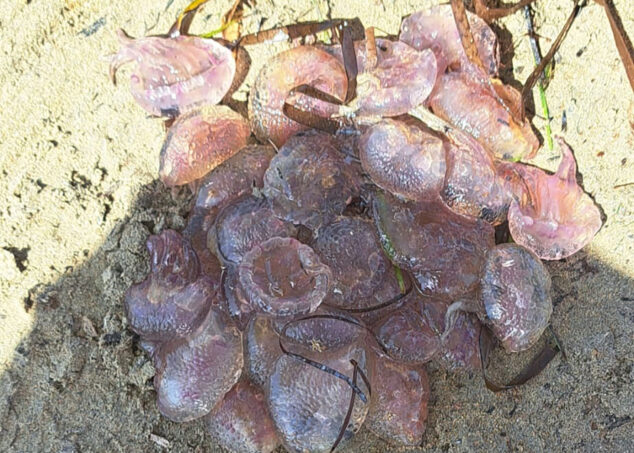 Imagen: Medusas Pelagia noctiluca (clavel) acumuladas en las playas de Dénia este verano