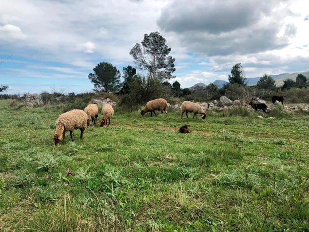 Un año desde que el fuego tiñó de naranja el pulmón de la Marina Alta 10 Imagen: Ovejas de Pego viu para controlar la vegetación en las montañas