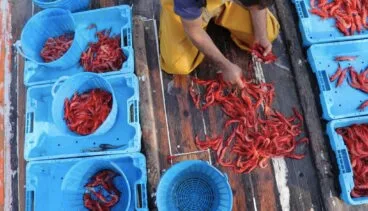 pescador-seleccionando-la-gamba-roja-de-denia