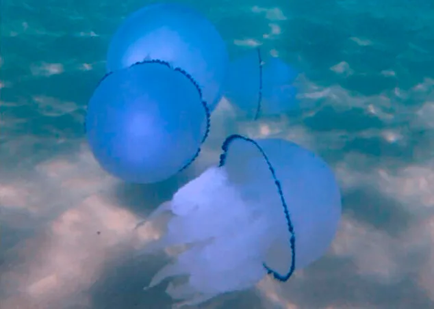 ¿Son peligrosas las medusas avistadas estos días en la costa de la Marina Alta? 4 Imagen: Rhizostoma pulmo - MedusApp