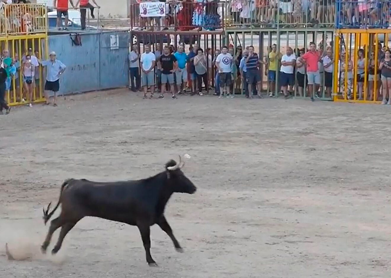 Vaquilla en el recinto de toros de las fiestas de Gata