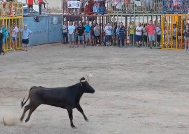 vaquilla en el recinto de toros de las fiestas de gata
