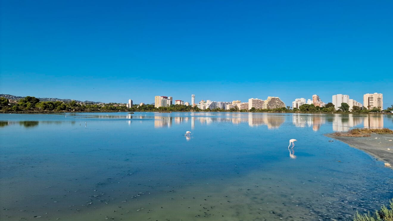 Flamencos en Les Salines de Calp en septiembre de 2023
