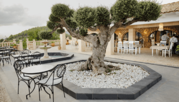 Olivera centenaria, típica de la zona de Llíber