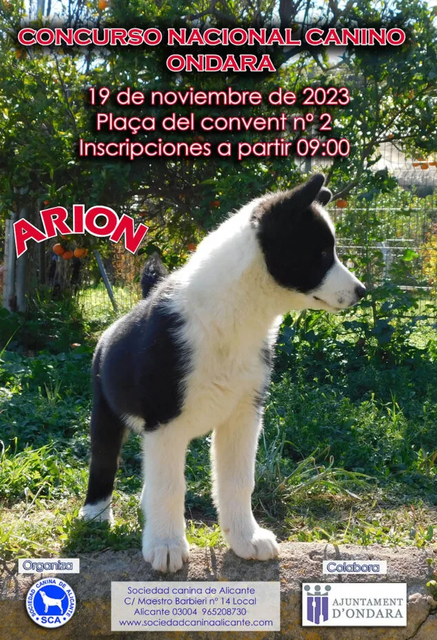 Comercio, comarca, medievo, atracciones, animales y vehículos se darán cita en la «Fira de Fires, des de 1690» de Ondara 4 Imagen: Cartel del concurso canino de la Feria de Ondara 2023