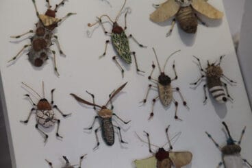 Inauguración de la Fira de fires de Ondara 2023 14