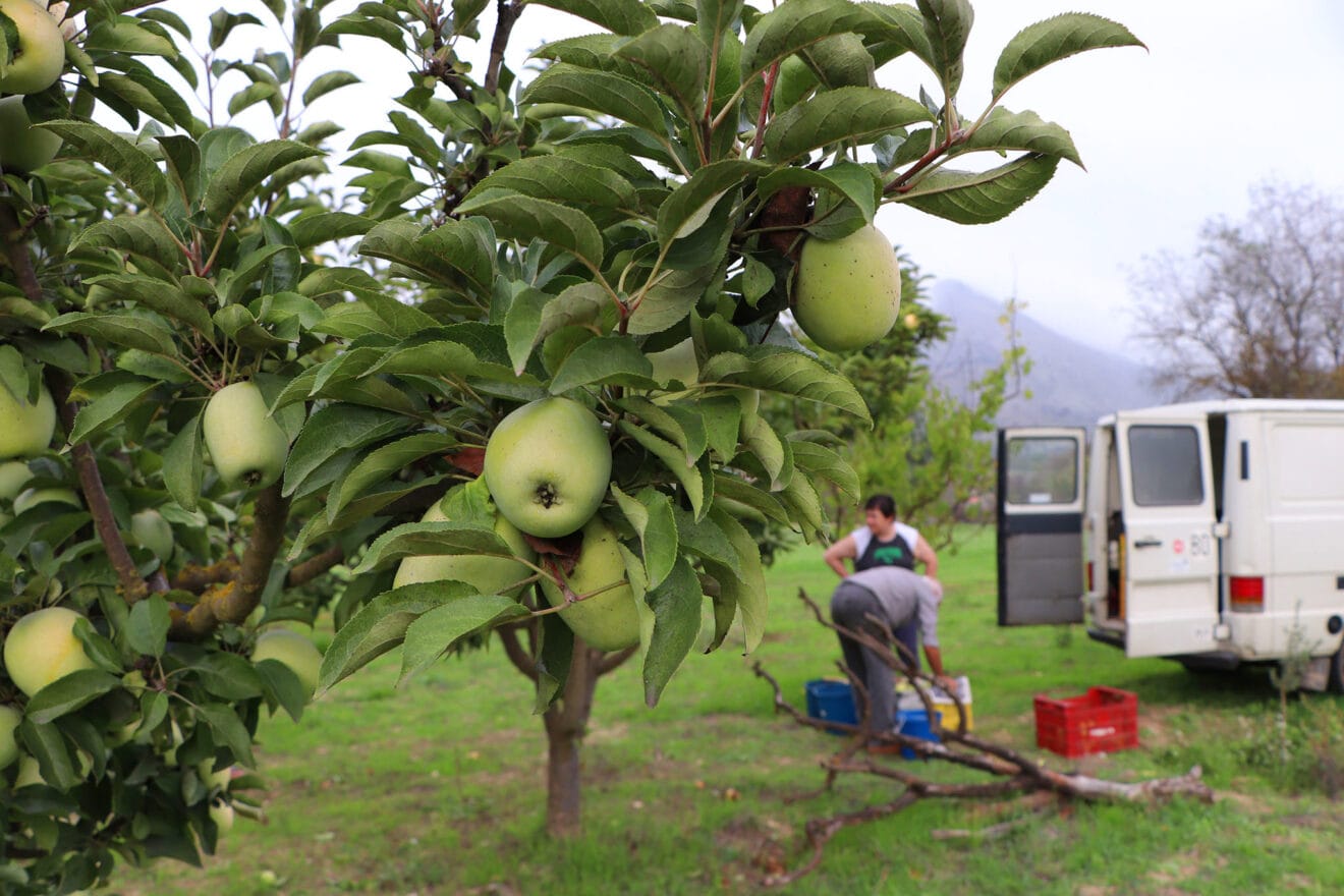 Juanvi Mengual y su mujer recolectando perelló en octubre de 2022