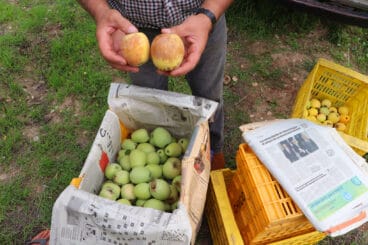 Perelló antes del proceso de maduración y después