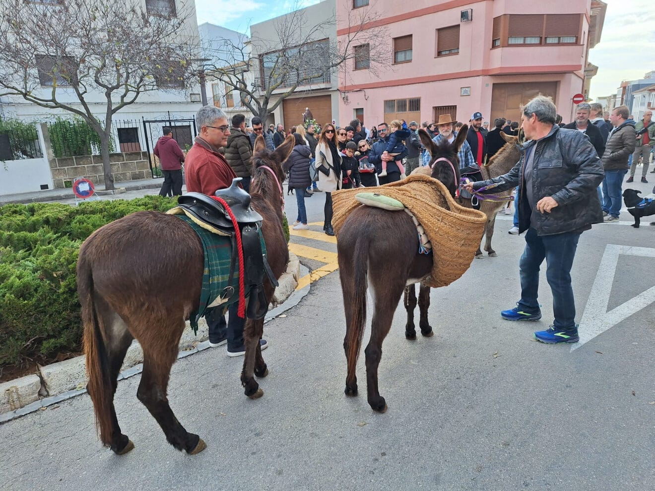 Bendición de animales por Sant Antoni en Benissa 2024 24