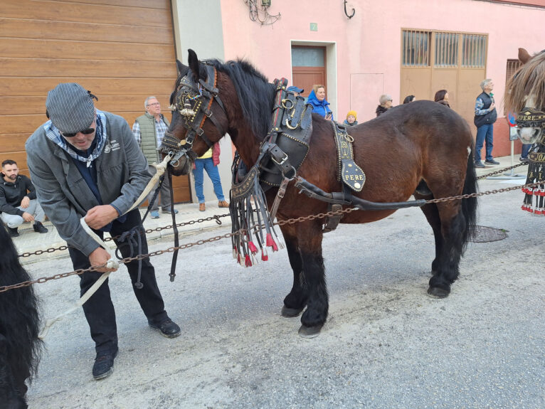 Bendición de animales por Sant Antoni en Benissa 2024 38