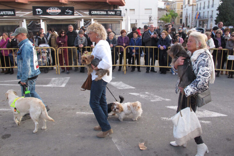 Bendición de animales por Sant Antoni en Ondara en 2024 22