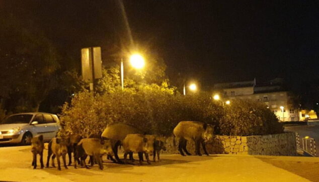 Imagen: Un grupo de jabalíes pasean por el centro urbano de Xàbia