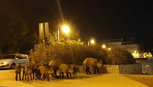 Ondara exigirá calificar y tratar a la superpoblación de jabalíes como una plaga en la Marina Alta 1 Imagen: Jabalíes en Xàbia