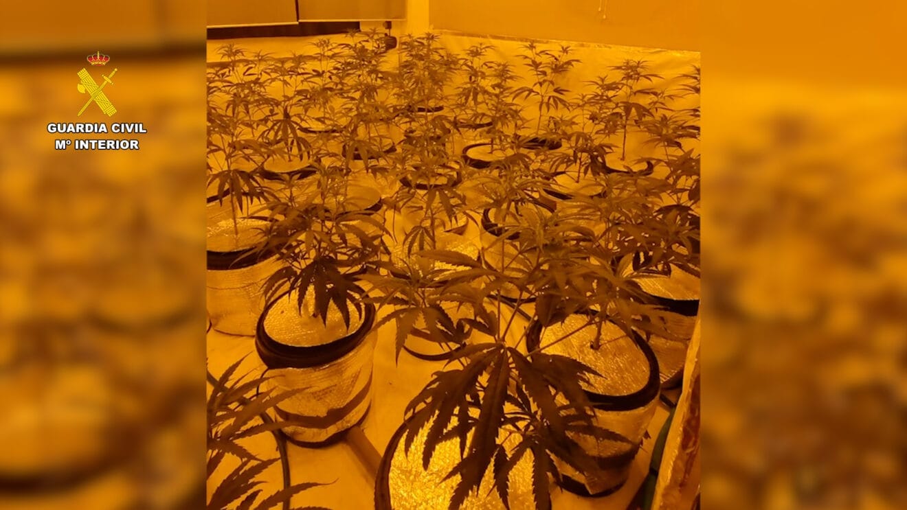 Desmantelan una plantación de marihuana indoor en Benissa