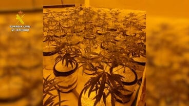 Desmantelan una plantación de marihuana indoor en Benissa