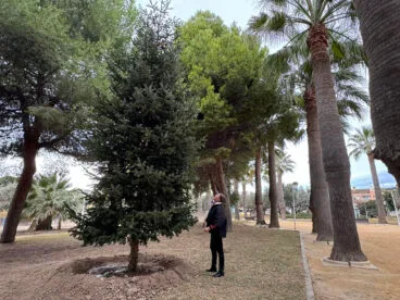 uno de los abetos navidenos replantados en el bosc urba de teulada moraira