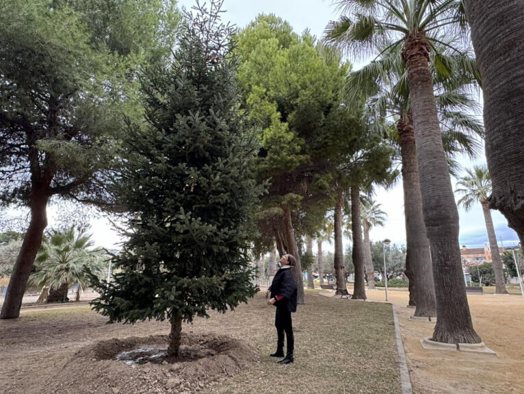 Uno de los abetos navideños replantados en el Bosc Urbá de Teulada Moraira