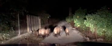 Unos jabalíes impiden el paso en coche de vecinos de la comarca