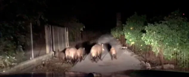Imagen: Unos jabalíes impiden el paso en coche de vecinos de la comarca