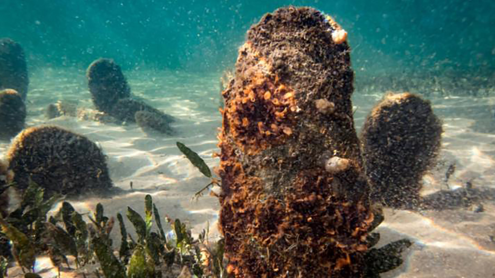 ejemplar de pinna nobilis en el mediterraneo life pinnarca destacada