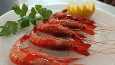 Gamba roja de Dénia fresca para disfrutar de la gastronomía más típica