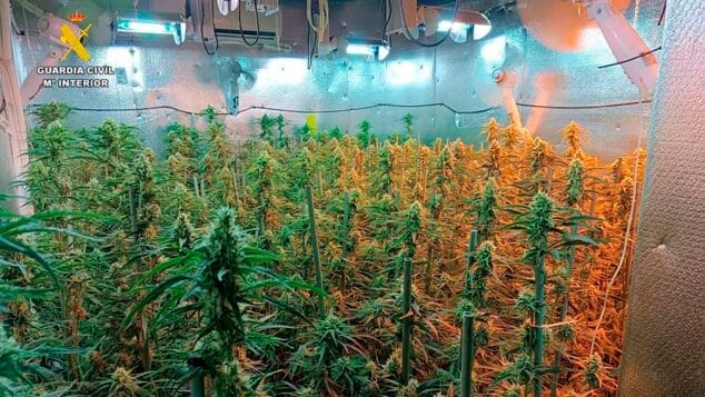 la plantacion de marihuana