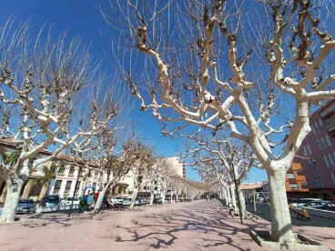 arboles en el passeig cervantes de pego