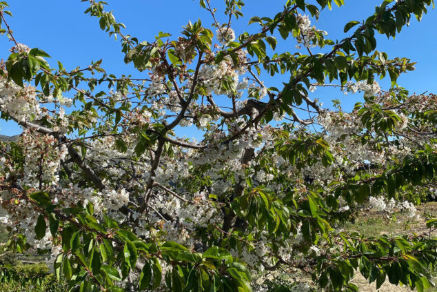 Imagen: Cerezo en flor de la Vall de Gallinera