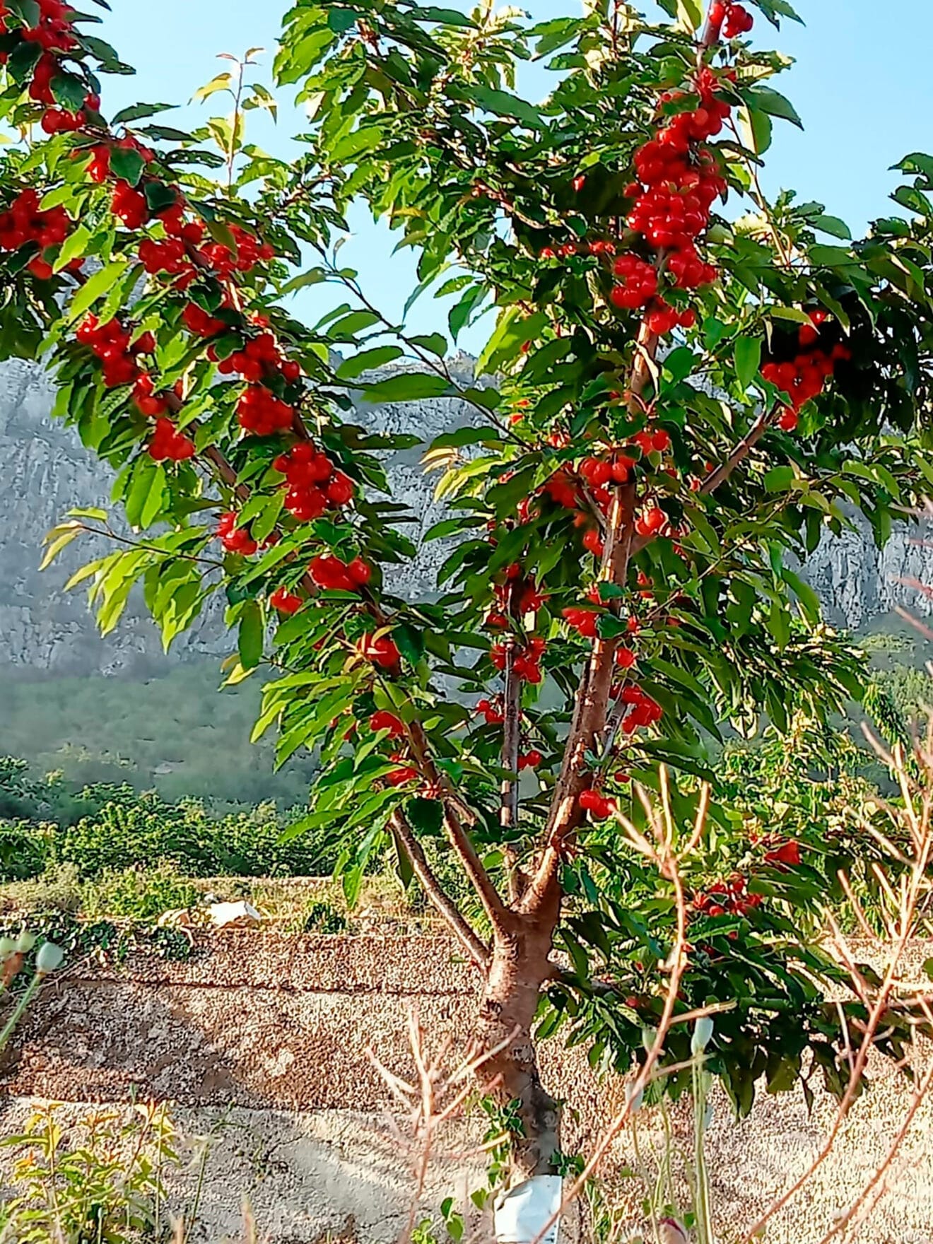 Cerezo repleto de fruta en la Vall de Gallinera