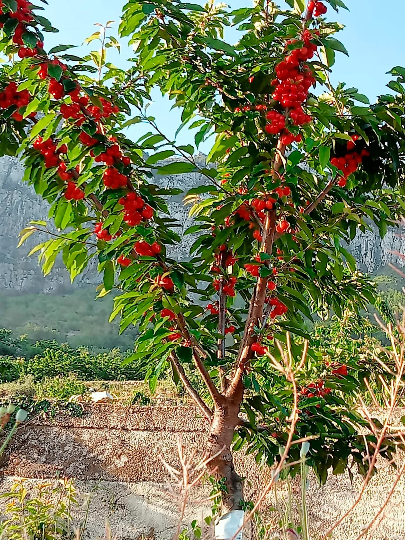 Cerezo repleto de fruta en la Vall de Gallinera