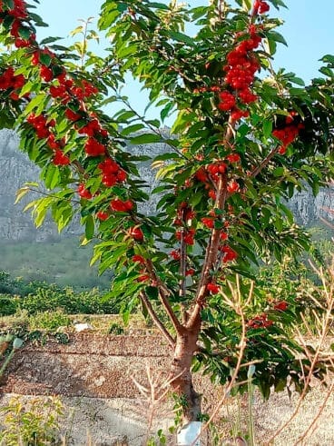 Cerezo repleto de fruta en la Vall de Gallinera