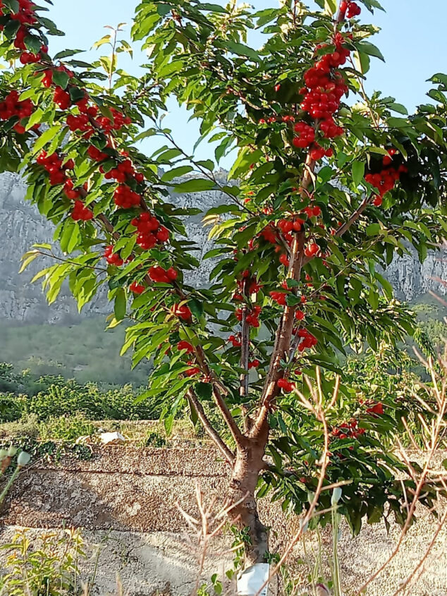 Imagen: Cerezo repleto de fruta en la Vall de Gallinera