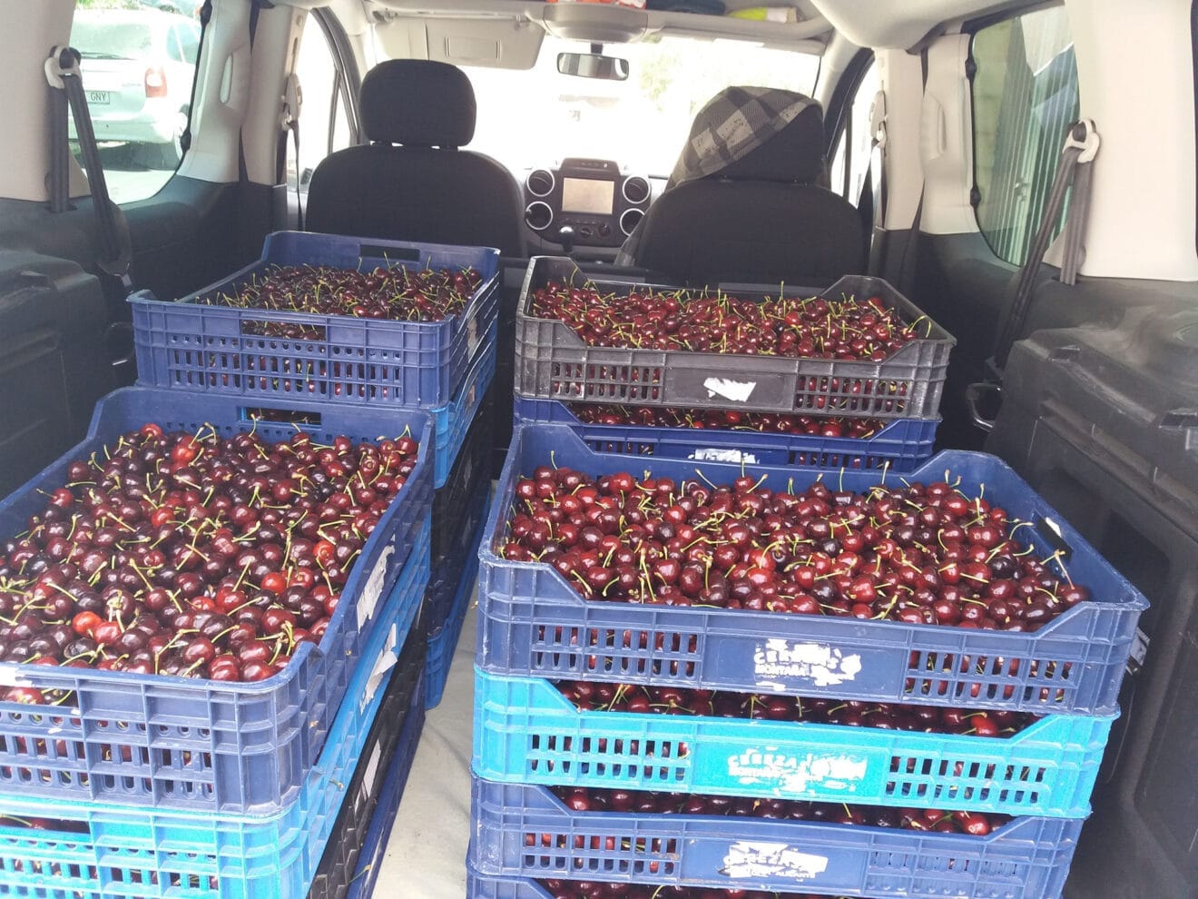 Cosecha de Cerezas de la Montaña de Alicante en la Vall de Gallinera