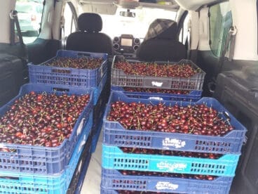 Cosecha de Cerezas de la Montaña de Alicante en la Vall de Gallinera