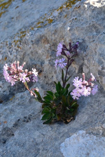 Ejemplar de Silene