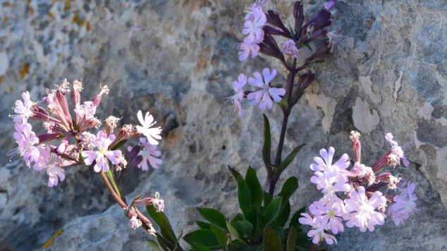 ejemplar de silene destacada
