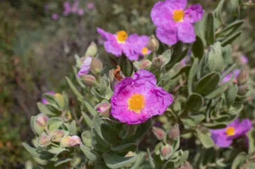 Planta de la Serra de Bèrnia i Ferrer