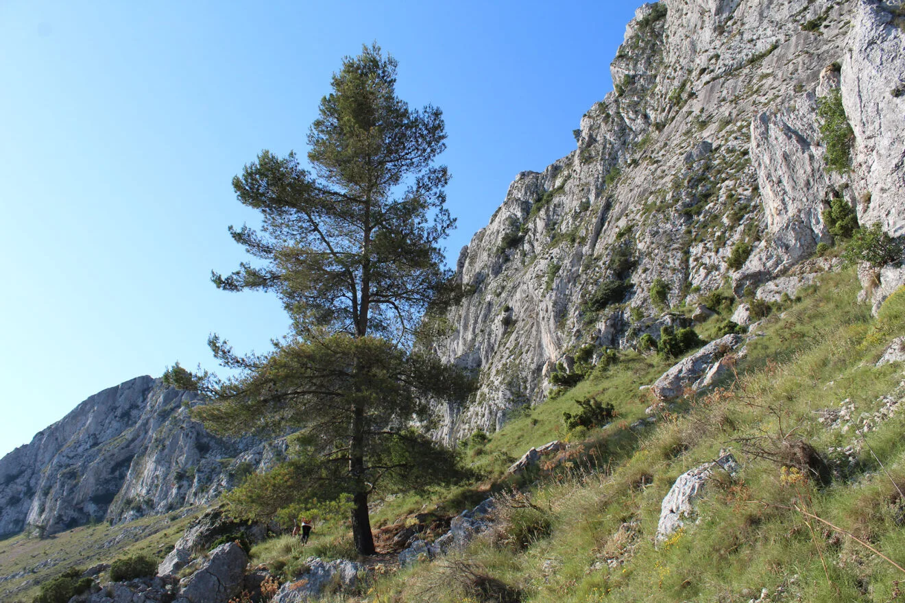 Plantas y árboles de la Serra de Bèrnia
