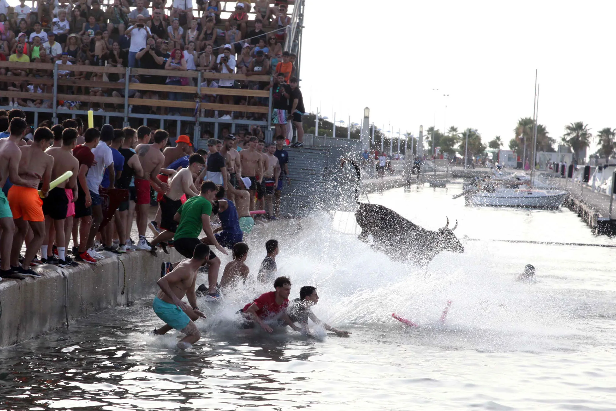 toro cayendo al agua durante los bous a la mar de denia
