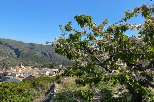 Imagen: Vista de los cerezos y La Vall de Gallinera