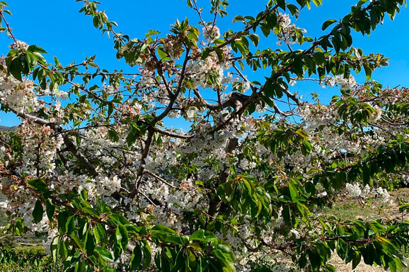 Cerezo en flor de Vall de Gallinera