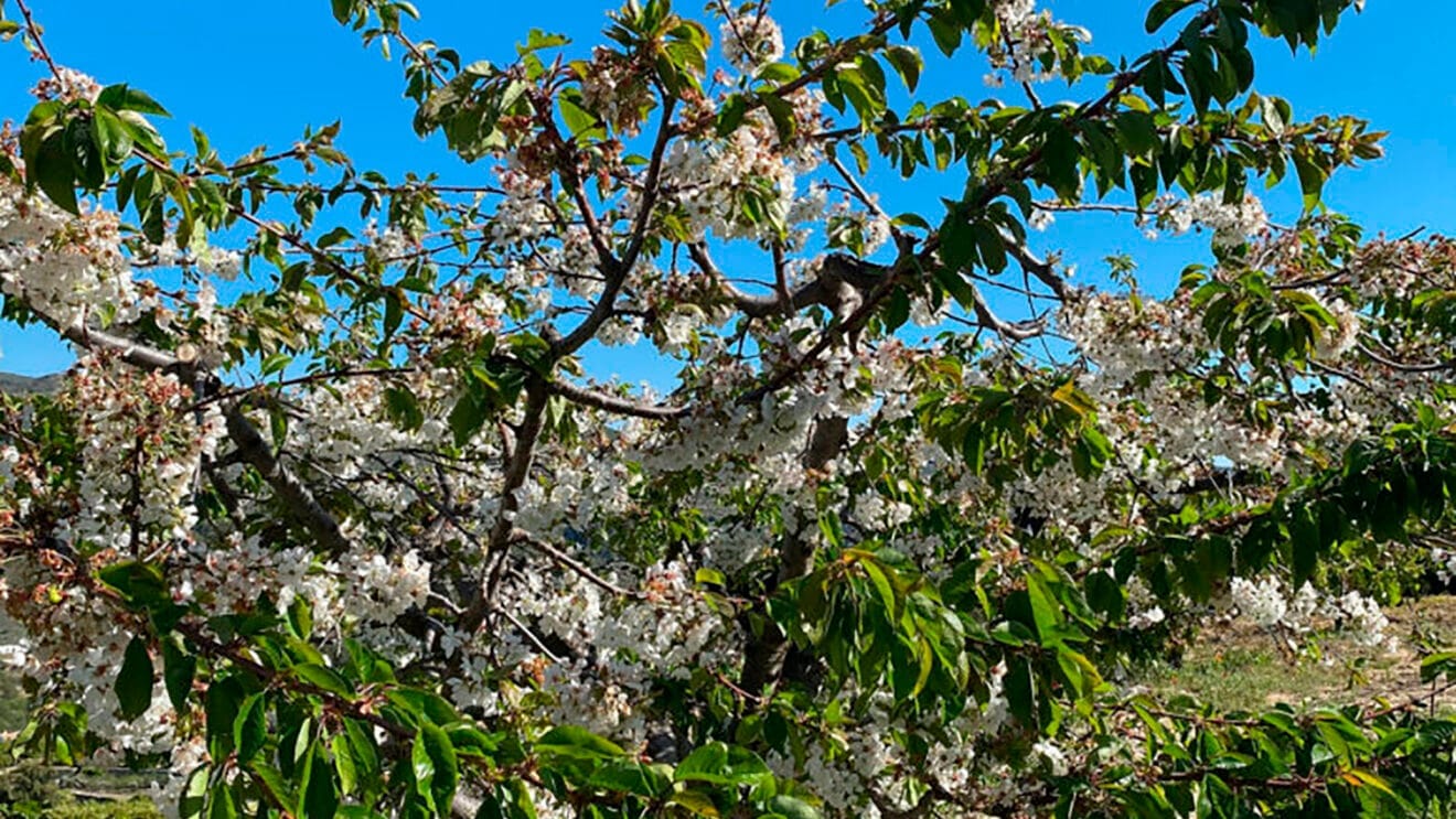 Cerezo en flor de Vall de Gallinera destacada